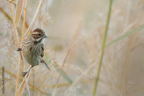 bruant des roseaux, emberiza schoeniclus