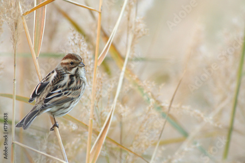 bruant des roseaux, emberiza schoeniclus