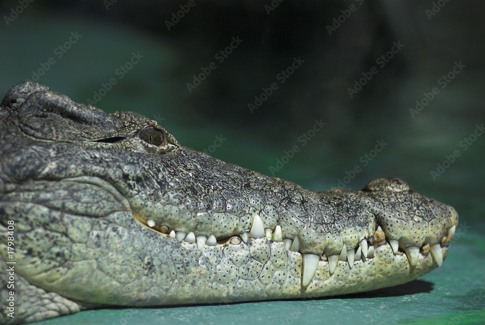 Fototapeta premium krokodil
