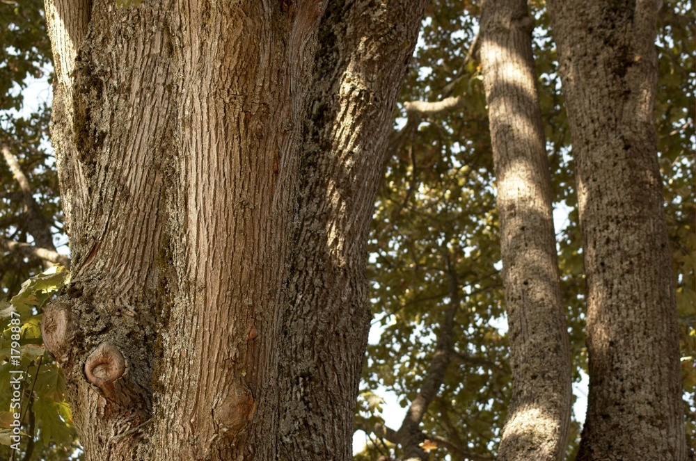 maple tree maple tree