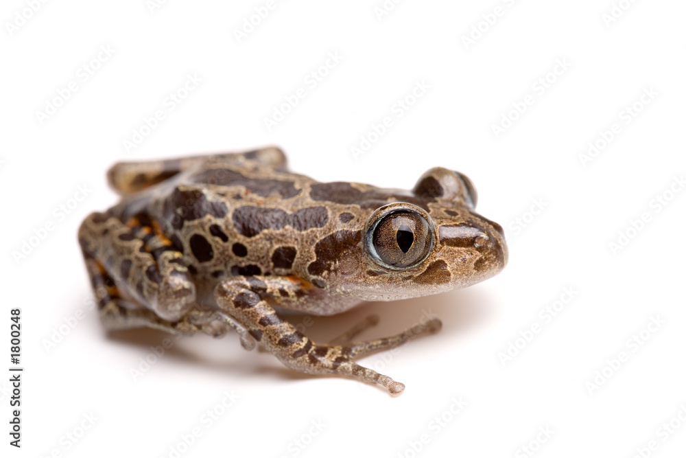 Fototapeta premium tree frog