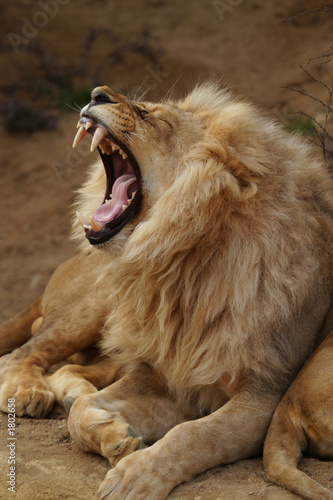 angola lion, panthera leo bleyenbergi