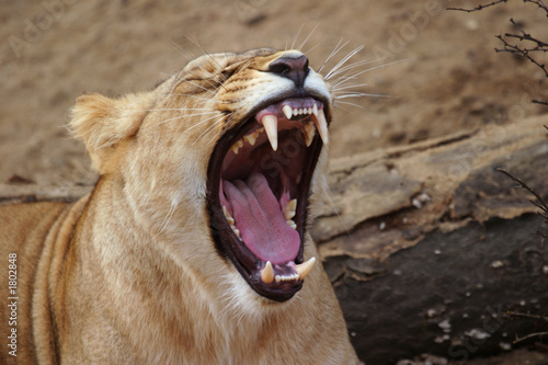 angola lion, lioness