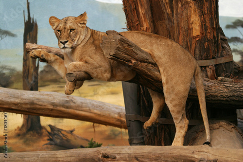 angola lion, lioness