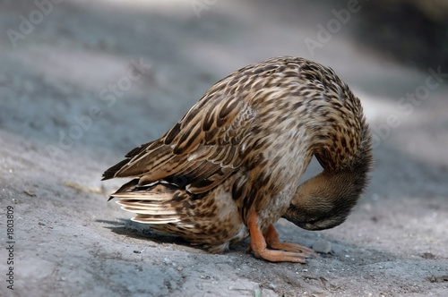 duck