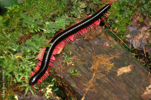 Fotótapéta giant millipede
