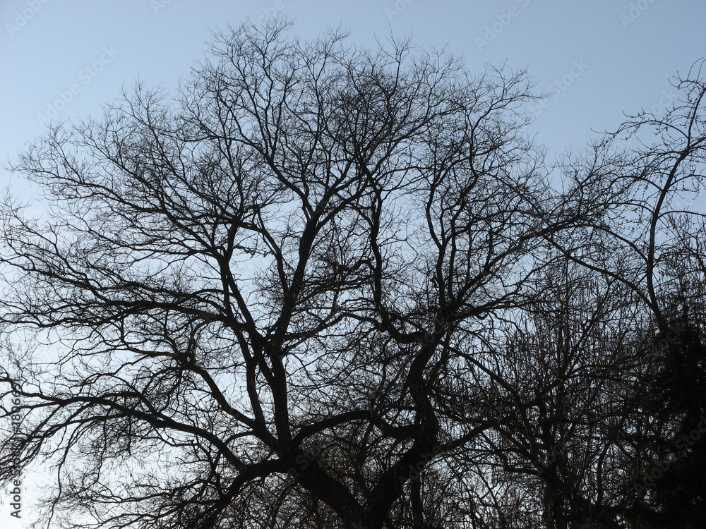 tree tree