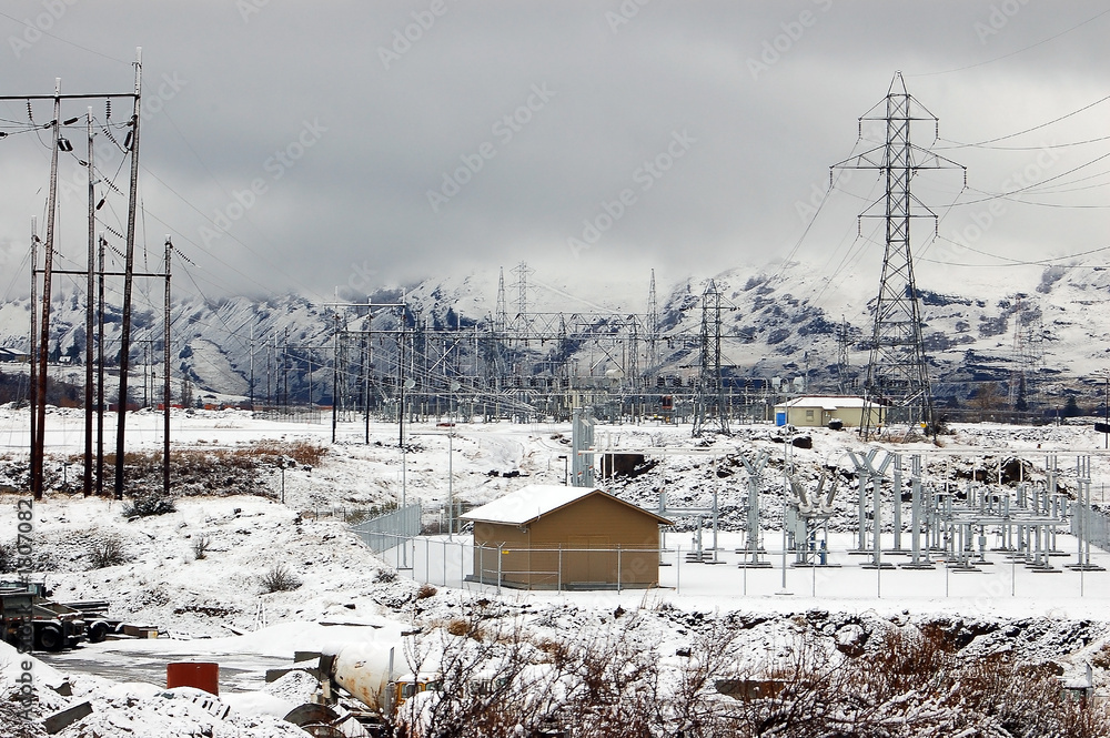 Fototapeta premium plant