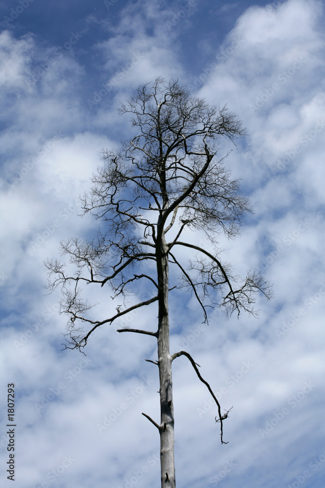 branches in the sky branches in the sky