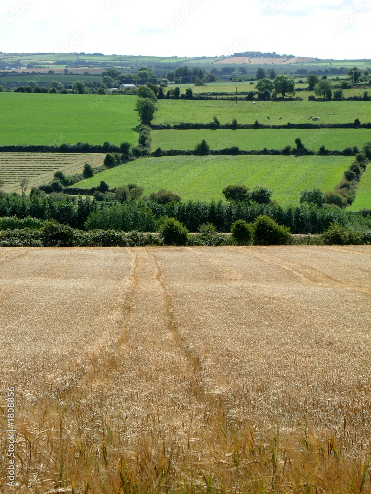 irish countryside crop