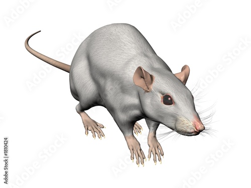 ratte rat 3d fond blanc