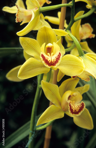 yellow cymbidium orchid