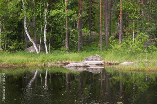 forest stony coast