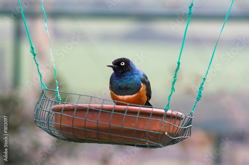 comedero para pájaros