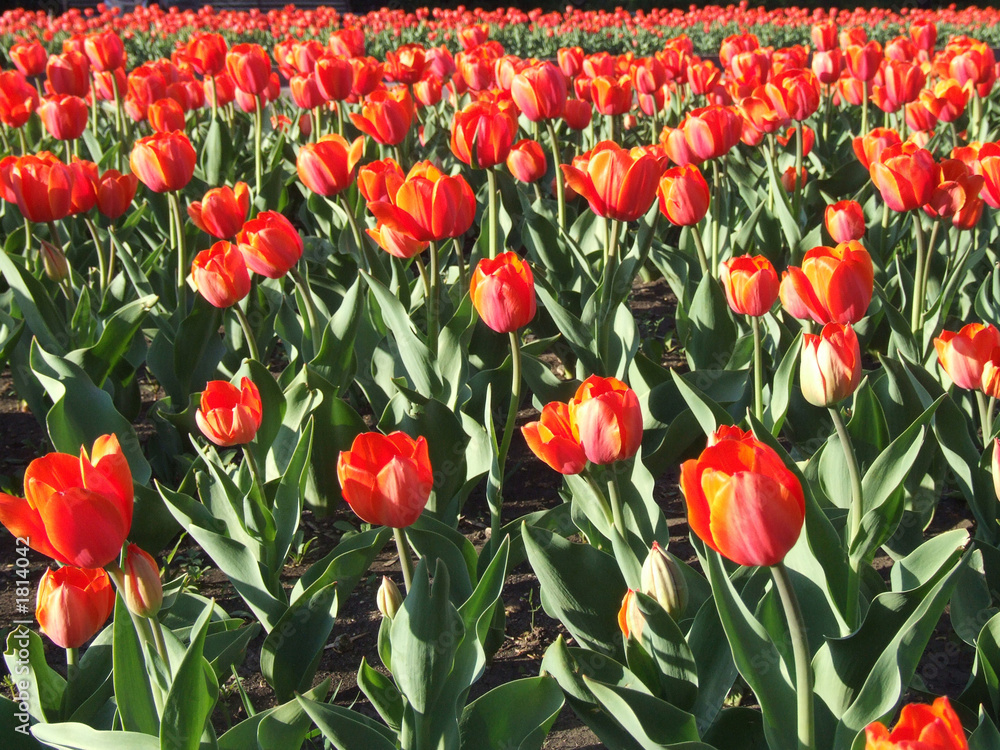 Fototapeta premium red tulips.