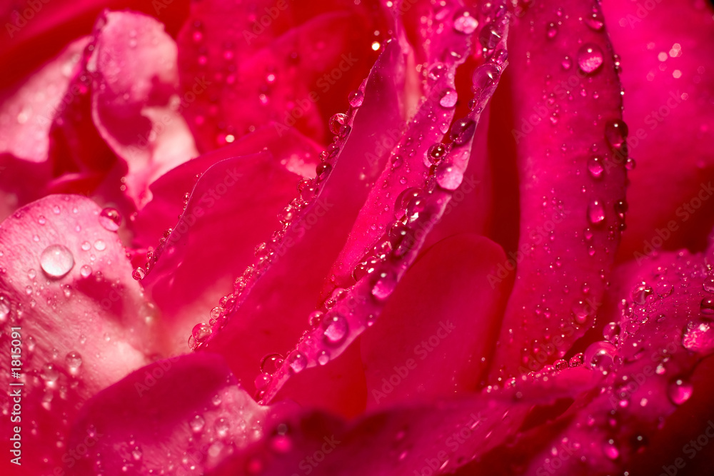 rose texture