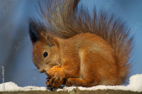 squirrel and nutshell