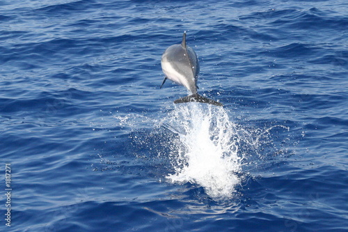 stenella striata photo