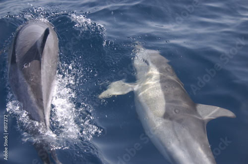 delfino comune photo