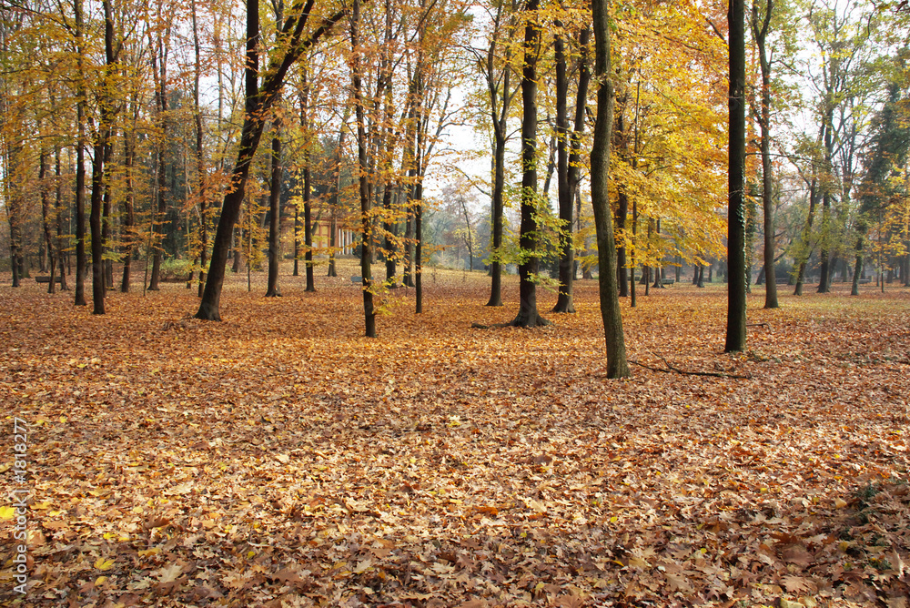 autumn park autumn park