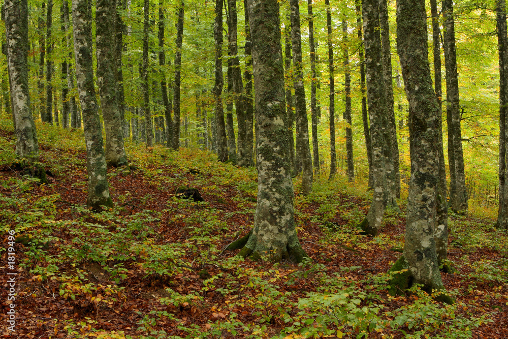 Obraz premium colors in autumn