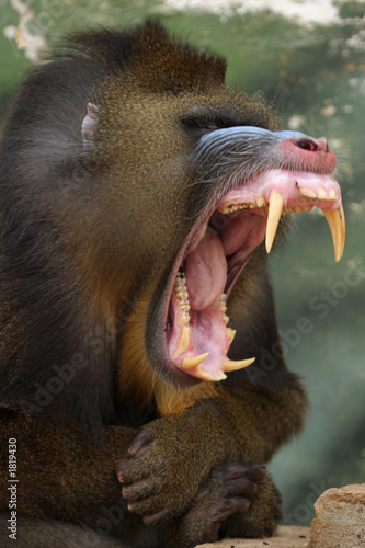 Fotografia monkey mandrill