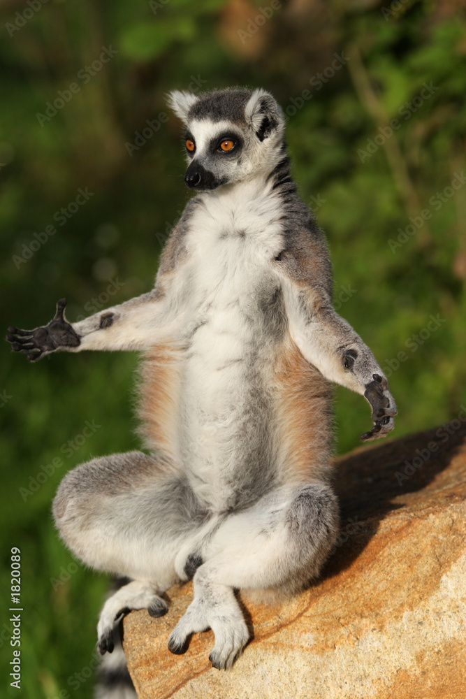 Ring-Tailed Lemur walking with tail up at Berenty For sale as Framed  Prints, Photos, Wall Art and Photo Gifts