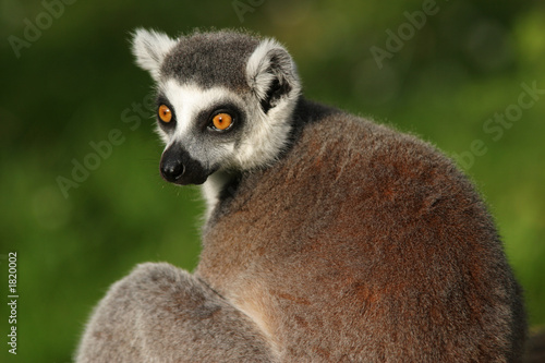 monkey ring-tailed lemur © Petr Mašek
