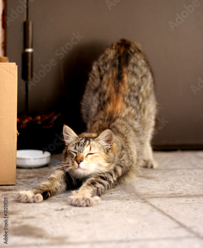 homeless cat