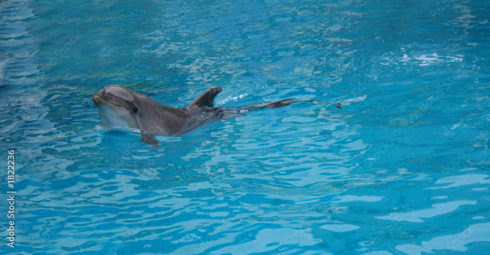 Obraz premium dolphin