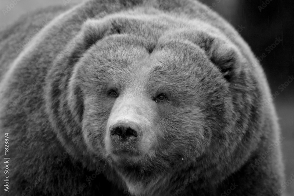 kodiak brown bear Stock Photo Adobe Stock