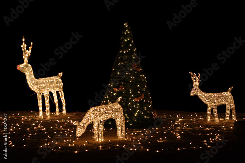  reindeer with christmas tree photo