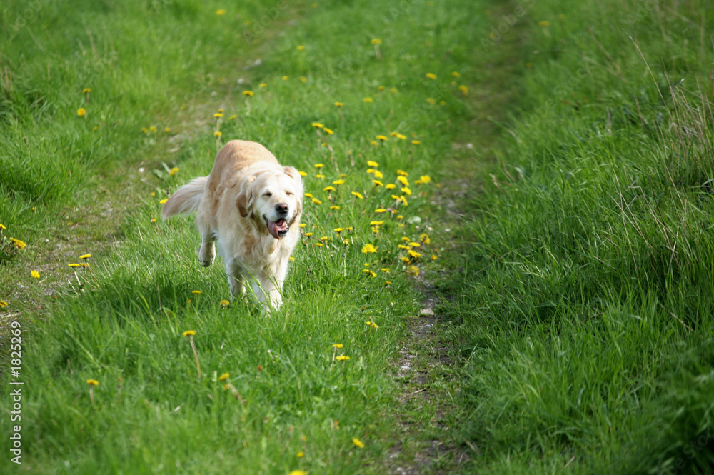 dog dog