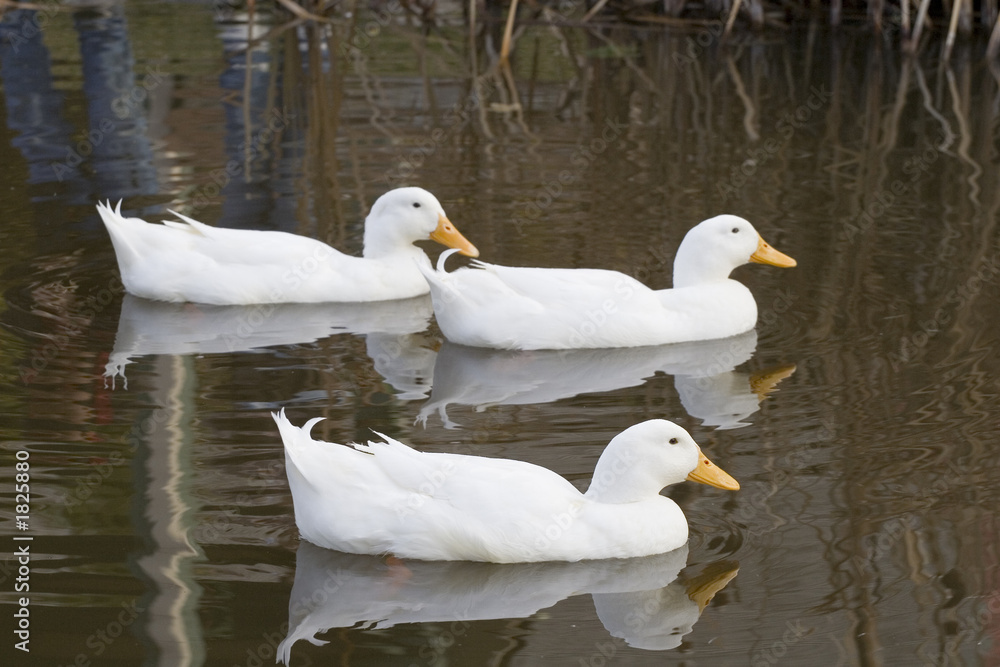 white duck trio