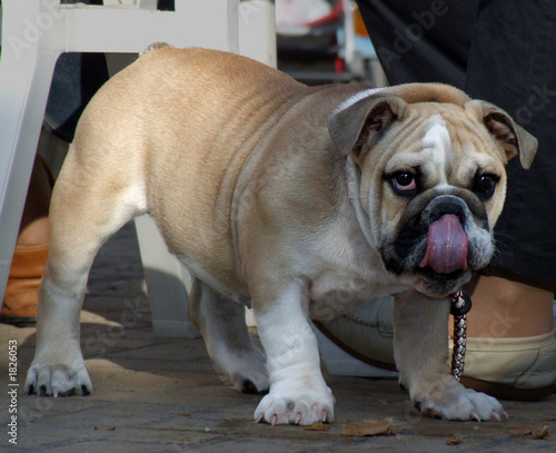 bulldog inglese
