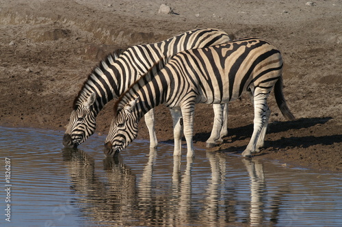 drinking zebras