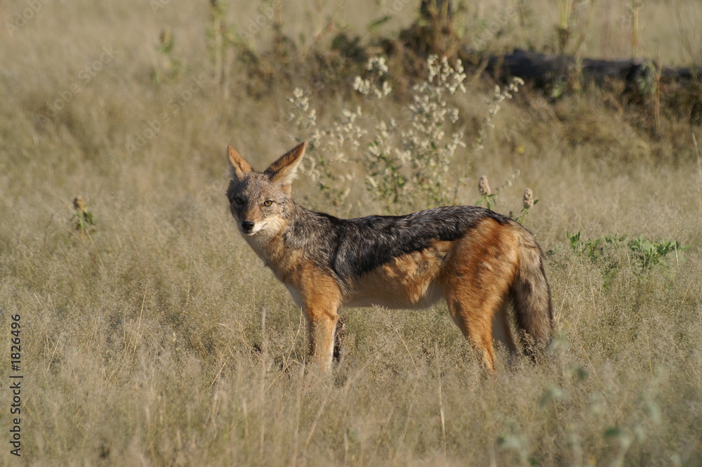 black-backed jackal black-backed jackal