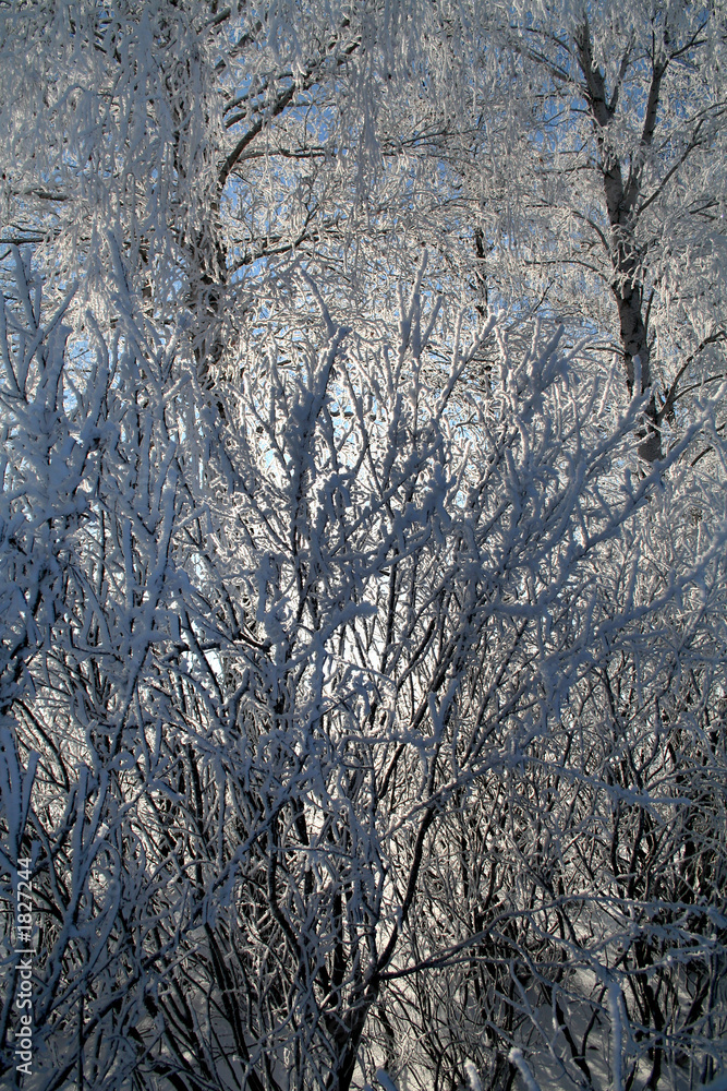 hoar-frost hoar-frost