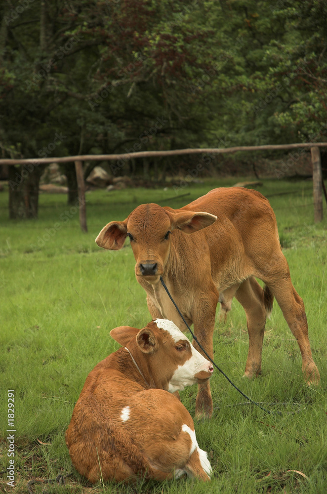 Fototapeta premium Two cute African calves in field 