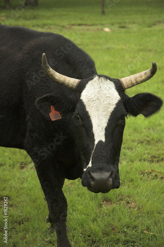Ranch cow in green field