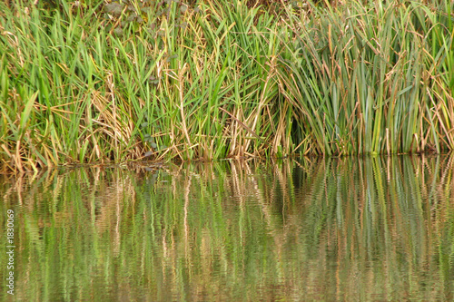 river reeds © Ali Taylor