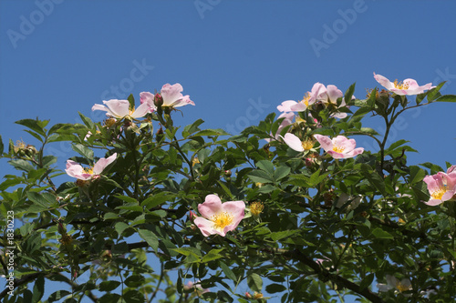 wild rose
