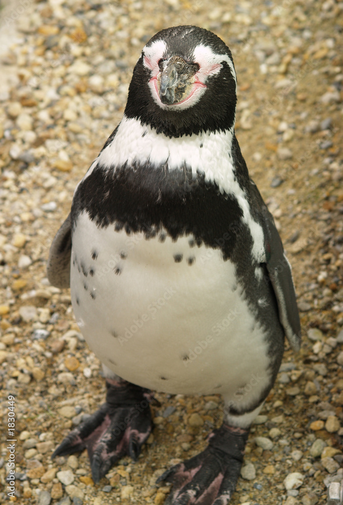 Fototapeta premium penguin
