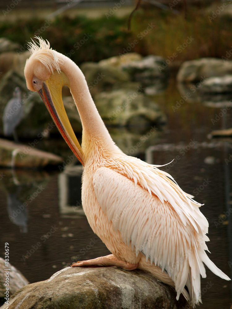 pelican