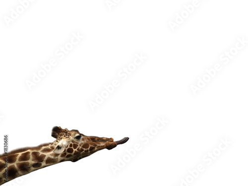 isolated giraffe