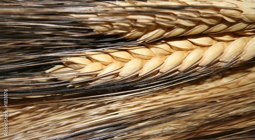 wheat