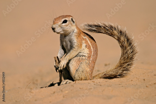 ground squirrel
