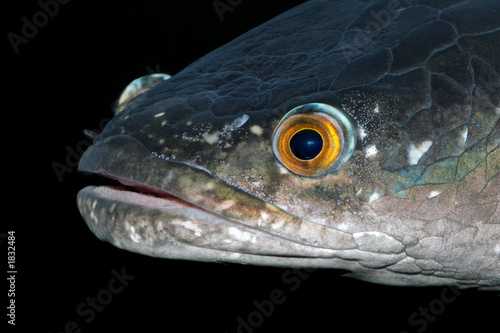 spotted snakehead © EcoView