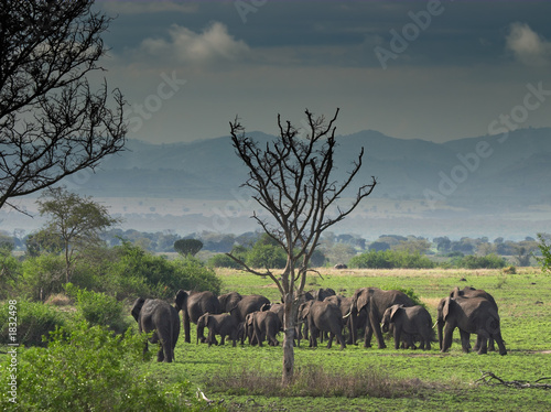 herd of elephants photo