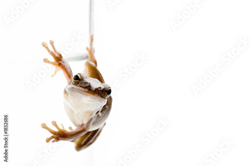 frog on glass